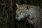 Jaguar hunting along the river banks of Cuiaba River, Pantanal, Brazil. Art Print